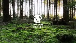 Moss Trend - preserved plants for custom projects