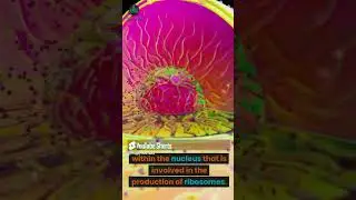 The Nucleolus  Core of Ribosomal Mastery   Illuminating Cellular Function!