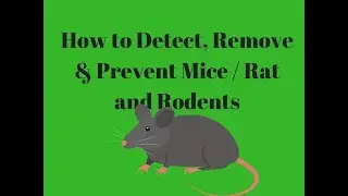 How to Detect Remove Prevent Mice Rat and Rodents