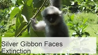 The silver gibbon is an endangered primate