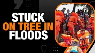 Punjab Floods | NDRF Rescues Farmer Stuck on Tree for Over 2 Hours | News9