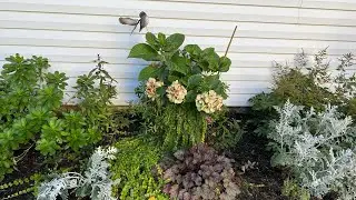 Garden Maintenance& Dusty Miller Propagated