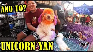ANONG KLASE TO? KAKAIBA SA LAHAT AAAH PET TIANGGE JAN 16,2025