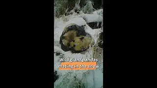 Rare footage captured of wild giant pandas mating in NW China