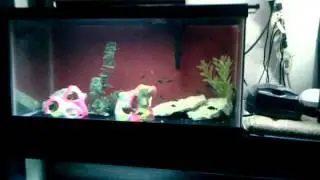 Fish Room Rack ...African Cichlids