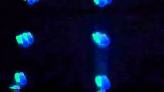Flash LED DOUBLE DERBY