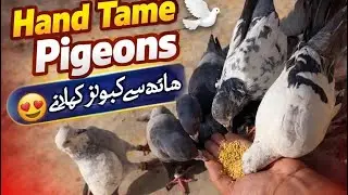 | Feeding Pigeons By Hand  🕊️ کبوتروں کو ہاتھ سے مانوس کرنا | اقبالز فارم پر ہاتھ سے دانہ کھلایا 🕊️