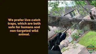 Wildlife Pest Control San Antonio - AAAC Wildlife Removal San Antonio