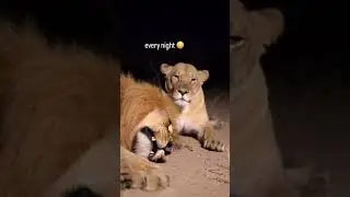 The Wild Couple | #Shorts #wildplanetx #lion