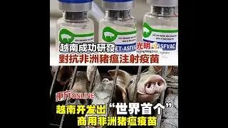 African Swine Fever Vaccine Challenges