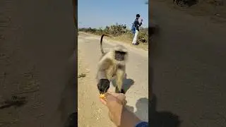 Feeding a Monkey on the Road 🛣️🐵