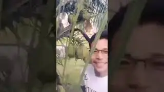 Nakakatuwa ang ang baba ng buko #tips #kaalaman #tutorial #youtubetutorial #travel #tour
