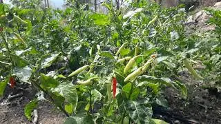 Chili peppers wild grow