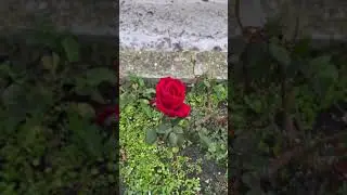 The magic of flowers#beautiful late autumn autumn rose#alone at the seaside#Nessebar#love roses🩷