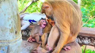 Amazing video! Adorable little baby monkey showing action looks very sweet for the family monkey