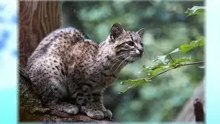 В Новосибирский зоопарк из Чехии привезли самку кошки Жоффруа и самца яванского лангура