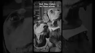 Smokey and Bundy are the best 😀#smokey #bundy #dog #dachshund #sausagedogcentral