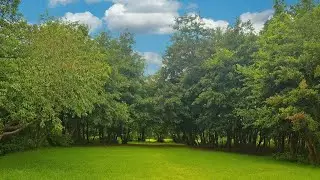 🌳🌊 Green Jungle Trail & River Flow | Natural ASMR for Relaxation 🌿