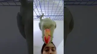 #parrot #radhebhaiya #parrotsofyoutube #funny
