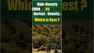 Avocado Plantation Methods || High-Density vs Normal Density in Hindi || Deccan Exotics #shorts