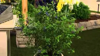 Cottage Farms Bountiful Harvests Chandler Blueberry Duo with Gabrielle Kerr