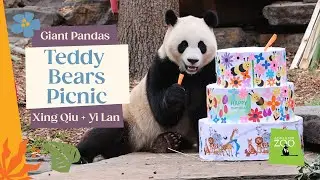 Panda-monium at Adelaide Zoo: Yi Lan and Xing Qiu’s Birthday Bash! 🐼🎂