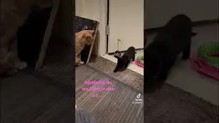 Introducing new kitten to older cat