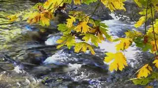 I resonate with nature and all Creation through the Light of my Creator.