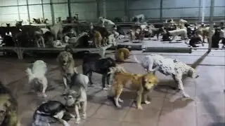 1000 b&eacute; ch&oacute; m&egrave;o được chị Ch&acirc;n Thanh An ở Mỹ gi&uacute;p gạo, mời cả nh&agrave; c&ugrave;ng xem.