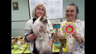 Конкурсы выставок кошек PCA в формате on-line