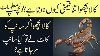 Facts About Scorpion In Hindi/Urdu | Information About Scorpions | Black Scorpion Documentary