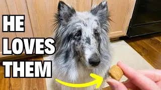 GNC PETS ESSENTIALS DIGESTION SUPPLEMENTS Review