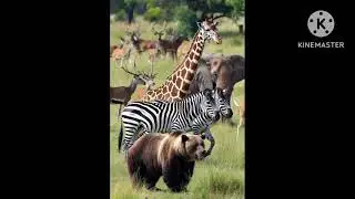 Animal Unity  Story #Jungle #kids #cartoon #animals #story 