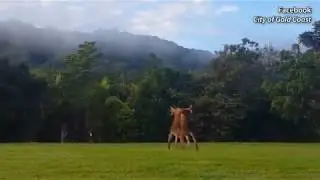 (VIDEO SHOWS)  Kangaroos go tail-to-tail in Outback brawl