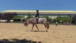 2020 Hunter Under Saddle
