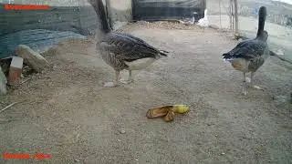 temporada de incubacion de los gansos  y cuantos huevos ponen