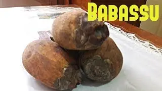 Babassu Palm Review - Weird Fruit Explorer Ep. 208