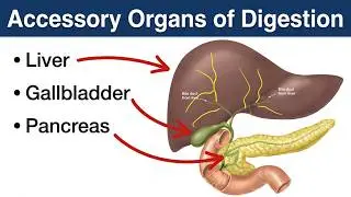 Accessory organs
