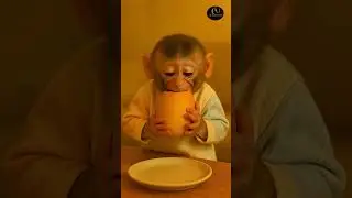 Cute Baby Monkey Eating a Mango🥭Funny Animal Video🤪