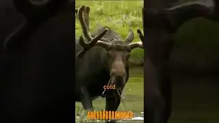 Majestic Giants: The Moose of the Northern Forests  #animals #nature #shorts