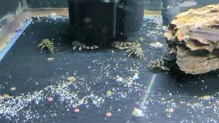 L168 - Butterfly Pleco