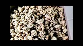 Authentic Walnut Kernels From Kashmir