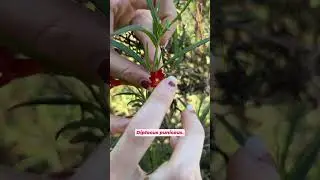 Diplacus puniceus, commonly known as the red bush monkeyflower.