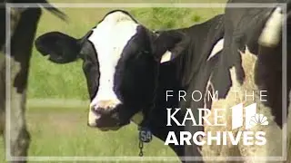 The Cow Lady (1998) | From the Archives