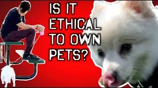 Is it Ethical to Own Pets as a Vegan?