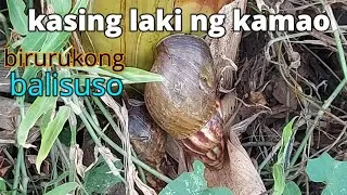 PANO KAININ ANG JAPANESE/AFRICAN SNAIL || pampaganda ng kutis!