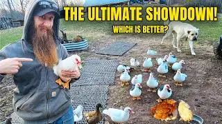 Ducks instead of chickens? Here's why.