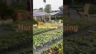 #flowers #flowersmusic #nursery #harvest #nepal #viral #garden