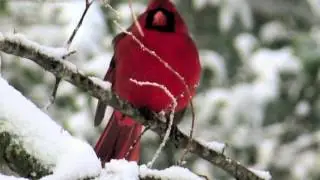 Come Thou Fount of Every Blessing. Piano instrumental with photos.