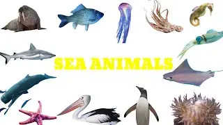 Sea Animals! Water animals!Different types of water animals! Types of Sea Animals😻😼😽